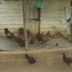 Feeding Chickens