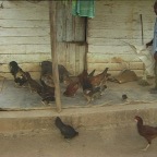 Feeding Chickens